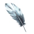 Watercolor monochrome bird feather gray black color, real wings. Hand drawn illustration, clipart