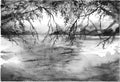 Watercolor monochrome tree branches river lake landscape