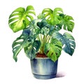 Watercolor of Monstera deliciosa Swiss plant plant in a pot Generative AI