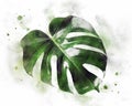 Watercolor monstera leaf. Exotic green plant artwork. Realistic botanical illustration in expressive abstract technique