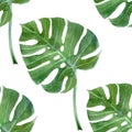 Watercolor monstera leaf seamless Royalty Free Stock Photo