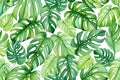 Watercolor monstera leaf seamless pattern. Watercolor vectors Royalty Free Stock Photo