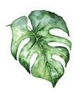 Watercolor monstera leaf. Tropical plant illustration
