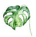 Watercolor monstera leaf. Tropical plant illustration