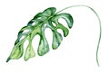 Watercolor monstera leaf. Tropical plant illustration