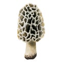 Watercolor morchella, morel mushroom botanical illustration isolated on white background. Hand drawn fungi Royalty Free Stock Photo