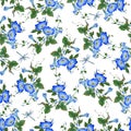 Watercolor pattern seamless with a flowering morning glory Royalty Free Stock Photo