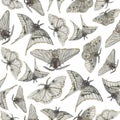 Watercolor moths, seamless pattern