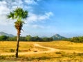 Beautiful palm tree. India. Travel, tourism. Watercolor drawing