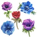 Watercolor multicolored anemone set violet sky blue and red