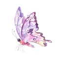 Watercolor multicolored butterfly , isolated on white background Royalty Free Stock Photo