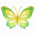 Watercolor multicolored butterfly. Vector illustration