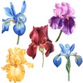 Watercolor multicolored iris set blue yellow red violet for design