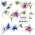 Watercolor multicolored orchids of different varieties collection