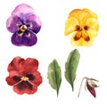 Watercolor multicolored pansy set violet yellow and red for design