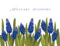 Watercolor Muscari Flowers board, spring flowers, blue muscari frameboard