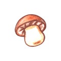 Watercolor mushroom. Color clip art isolated on white. Illustration for seasonal design, autumn cards and the theme of