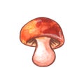 Watercolor mushroom. Color clip art isolated on white. Illustration for seasonal design, autumn cards and the theme of