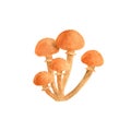 Watercolor mushroom. Edible fungus illustration. Hand drawn small Honey agaric or Armillaria isolated on white