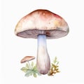 Watercolor mushroom.