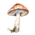 Watercolor mushroom.