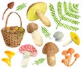 Watercolor mushrooms illustration. Forest concept: edible fungus and toadstool, fern, basket. Hand drawn boletus, chanterelle, Royalty Free Stock Photo