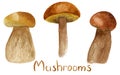 Watercolor mushrooms illustration set isolated on white background