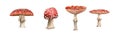 Watercolor mushrooms set. Botanical illustration with Fly agaric, amanita red mushroom