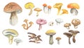 Watercolor mushrooms set.