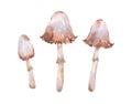 watercolor mushrooms set isolated on white background. Edible mushroom collection. Hand painted illustration for design autumn