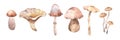 watercolor mushrooms set isolated on white background. Edible mushroom collection. Hand painted illustration for design autumn