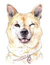 Watercolor muzzle of a red dog winks with a smile and tongue hanging out