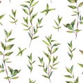 Watercolor Myrtle. Vintage Watercolor Seamless Pattern with Green Leaves, Twigs, Branches of Myrtle