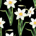 Watercolor narcissus flower seamless pattern. Hand drawn daffodil bouquet illustration isolated on black background