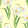 Watercolor narcissus flower seamless pattern. Hand drawn daffodil bouquet on yellow background. Floral design for