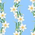 Watercolor narcissus flower seamless pattern. Hand drawn daffodil wreath illustration isolated on blue background