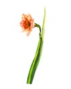 Watercolor narcissus, green stem and leaf. Insulated element for postcard and packaging. Bright yellow red flower.