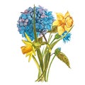 Watercolor Narcissus and hidrungea. Wild flower set isolated on white. Botanical watercolor illustration, yellow