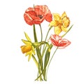 Watercolor Narcissus and Poppy. Wild flower set isolated on white. Botanical watercolor illustration, yellow narcissus Royalty Free Stock Photo