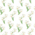 Watercolor Narcissus seamless pattern. Hand painted daffodil flowers isolated on white background. Spring floral