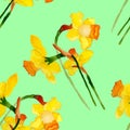 Watercolor narcissus seamless pattern