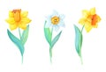 Watercolor Narcissus.Spring Floral illustration on the white background.Set of yellow,white flowers,green leaves Royalty Free Stock Photo