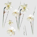 Watercolor narcissus vector flowers