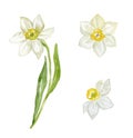 Watercolor Narcissus on the white Background.