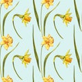 Watercolor Narcissus. Wild flower set isolated on white. Botanical watercolor illustration, yellow narcissus bouquet