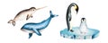 Watercolor narwhal with long tusk and blue whale, king penguins on ice isolated. Hand painting realistic Arctic and