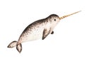 Watercolor narwhal with long tusk isolated on white background. Hand painting realistic Arctic and Antarctic ocean