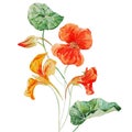 Watercolor nasturtium flower Royalty Free Stock Photo