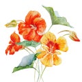 Watercolor nasturtium flower Royalty Free Stock Photo