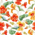 Watercolor nasturtium flower pattern Royalty Free Stock Photo